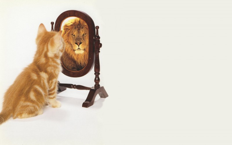 cat looking in mirror lion