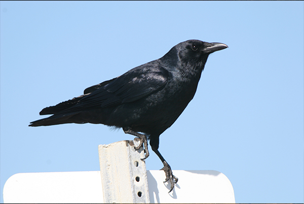 On Giving and Receiving: The Secret Love Life of Crows